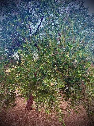 Arsai Unscented Pure Olive Oil Bar Soap